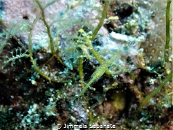Translucent Gorgonian Shrimp - Manipontonia by Jimmela Sabanate 